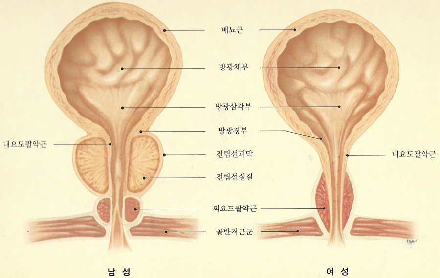 내요도괄약근_1.jpg