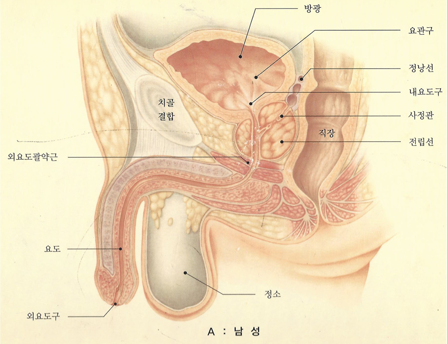 남성하부요로_1.jpg
