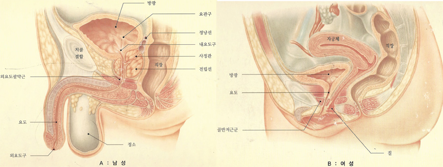 남여하부요로_1.jpg