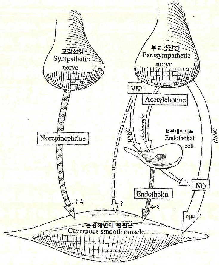 원본 원고 그림 7: 대체 설명 검토 필요