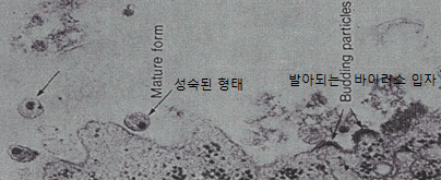 원본 원고 그림 2: 대체 설명 검토 필요