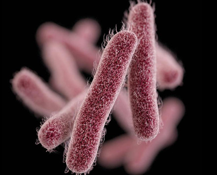 쉬겔라 (Shigella)