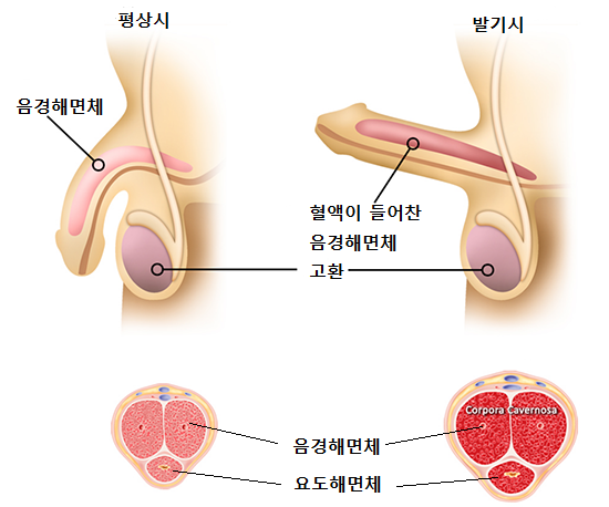 원본 원고 그림 2: 대체 설명 검토 필요