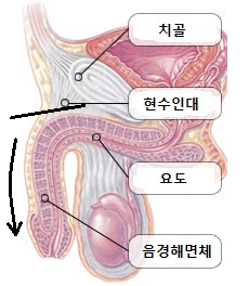 원본 원고 그림 1: 대체 설명 검토 필요