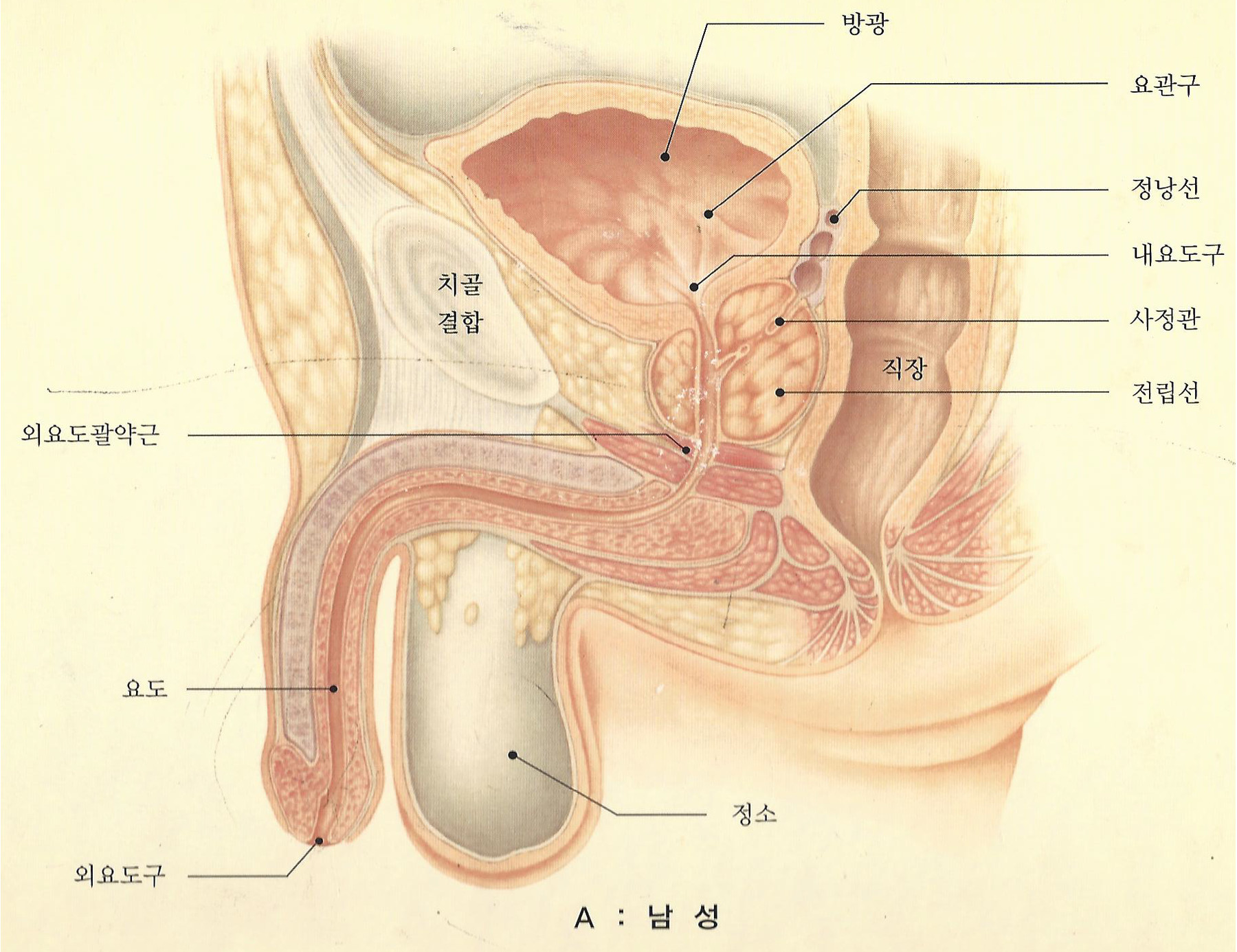 원본 원고 그림 1: 대체 설명 검토 필요