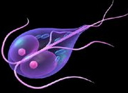 지아르디아 (Giardia)