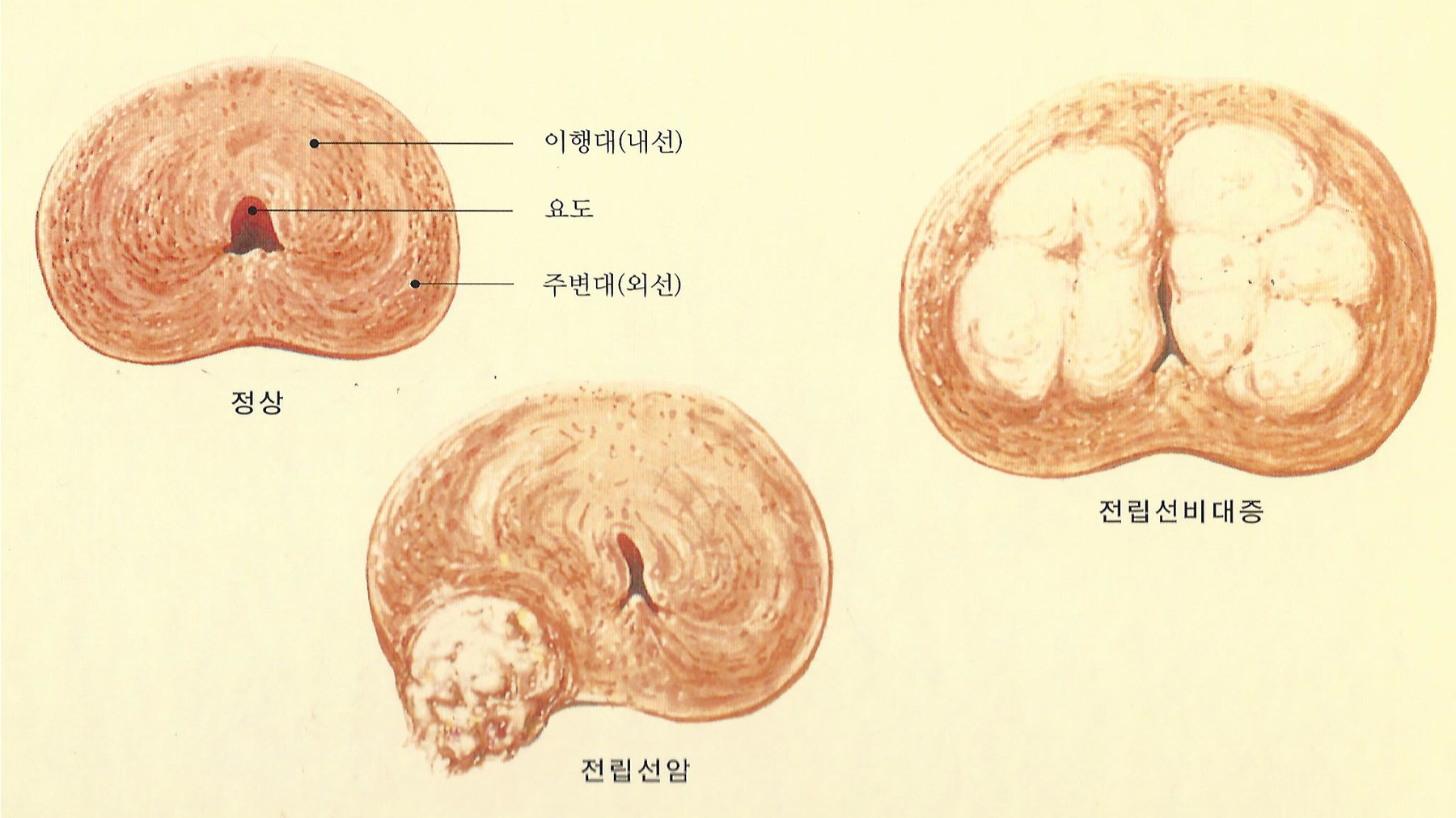원본 원고 그림 3: 대체 설명 검토 필요